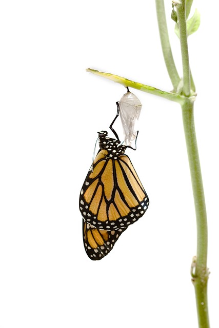 Personal transformation
